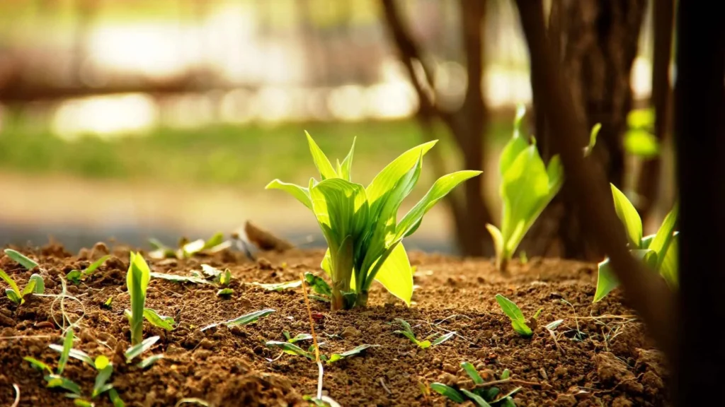 Pourquoi le bio et le naturel deviennent essentiels pour notre santé