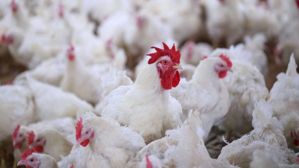 L’aviculture et la chaîne de valeur agricole : Perspectives économiques