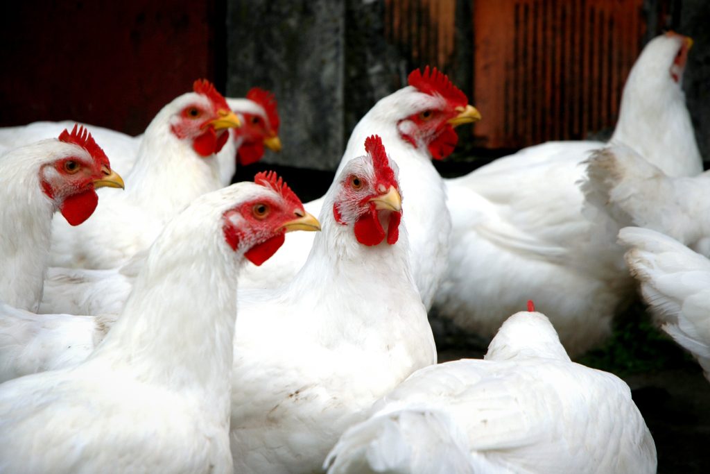 Comment démarrer un élevage de poulet de chair au Sénégal