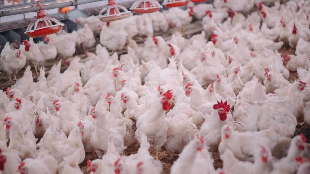 Les tendances actuelles en aviculture : Innovations et technologies