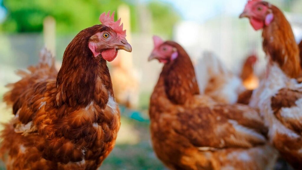 Les races de poules les plus adaptées à l’élevage avicole local