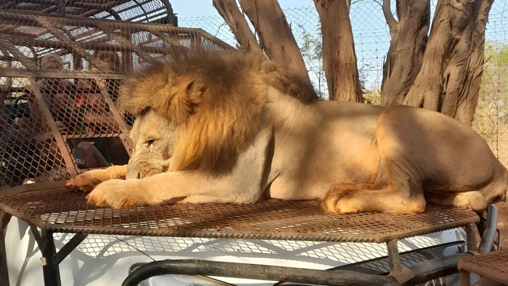 Voyage à Bandia : L'Expérience Unique d'un Safari au Sénégal